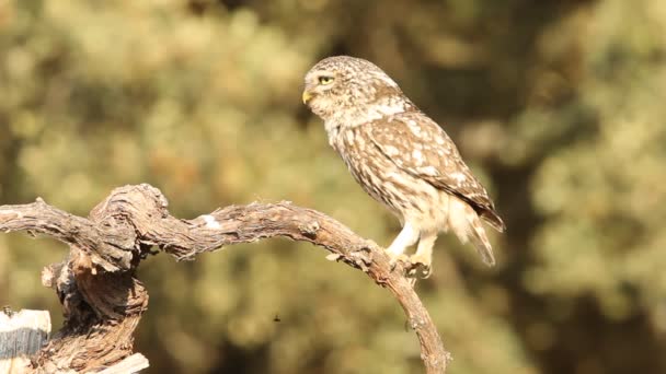 Pequeño Búho Athene Noctua Olws — Vídeos de Stock