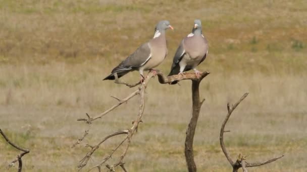 Piccione Comune Ramo Alla Prima Luce Una Soleggiata Giornata Primaverile — Video Stock