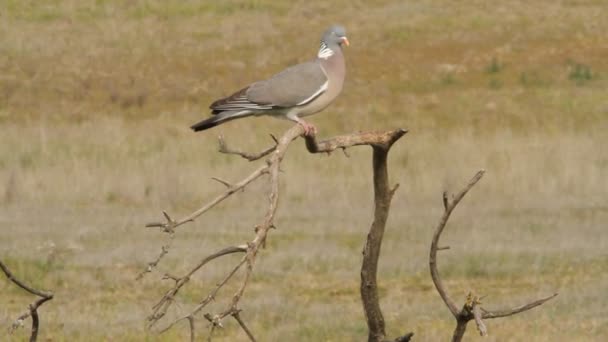 Pigeon Des Bois Sur Une Branche Première Lueur Une Journée — Video