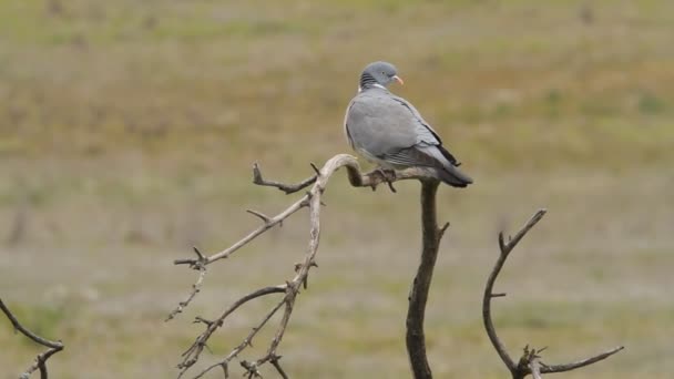 Common Woodpigeon Branch First Light Sunny Spring Day — Stock Video