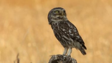 Küçük baykuş, Athene noctua, olws