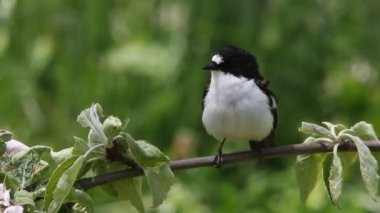 Pied Flycatcher 'ın yetişkin erkeği, ficedula hypoleuca