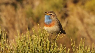 Bluethroat, Luscinea svecica, kuşlar, şarkı kuşlar