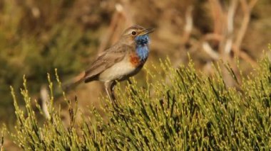 Bluethroat, Luscinea svecica, kuşlar, şarkı kuşlar