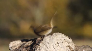 Avrupa robin, kuşlar, Erithacus rubecula