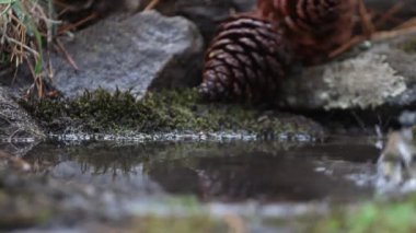 Avrupa robin, kuşlar, Erithacus rubecula