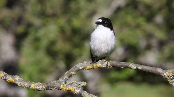 Hombre Adulto Pied Flycatcher Ficedula Hypoleuca — Vídeos de Stock