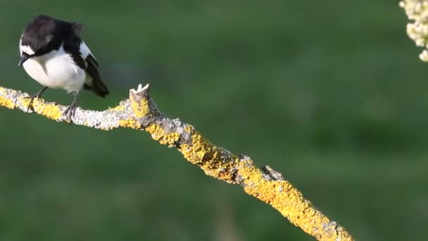 Дорослий Чоловік Pied Flycatcher Фікедула Гіполюка — стокове відео
