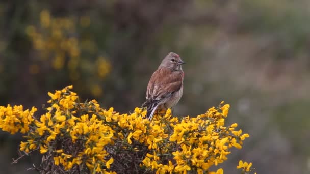 Linnet Común Aves Carduelis Cannabina — Vídeos de Stock