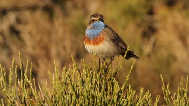 Blaukehlchen Luscinea Svecica Vögel Singvögel — Stockvideo