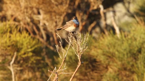 Garganta Azul Luscinea Svecica Pájaros Pájaros Cantores — Vídeos de Stock