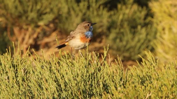 Blaukehlchen Luscinea Svecica Vögel Singvögel — Stockvideo