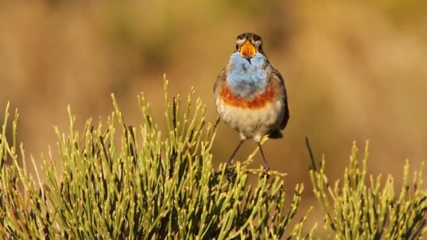 Bluethroat Luscinea Svecica Birds Song Birds — Stock Video