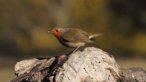 Robin Europeo Aves Erithacus Rubecula — Vídeos de Stock