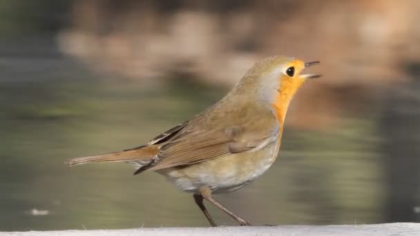 Europeiska Robin Fåglar Erithacus Rubecula — Stockvideo