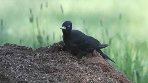 Pica Pau Preto Dryocopus Martius Aves — Vídeo de Stock