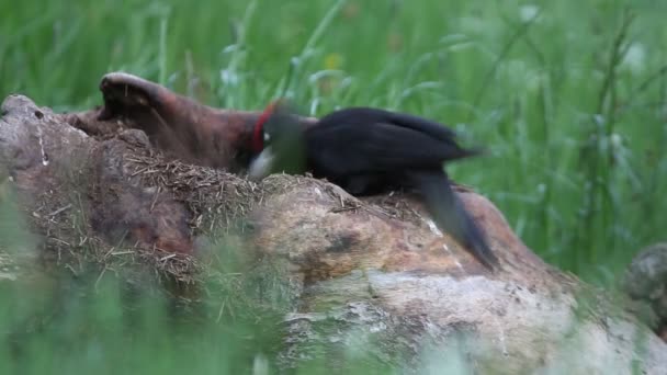 Černý Woodpecker Dryocopus Martius Ptáci — Stock video