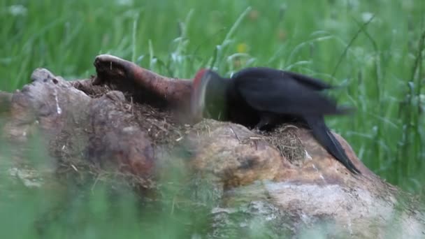 Pica Pau Preto Dryocopus Martius Aves — Vídeo de Stock