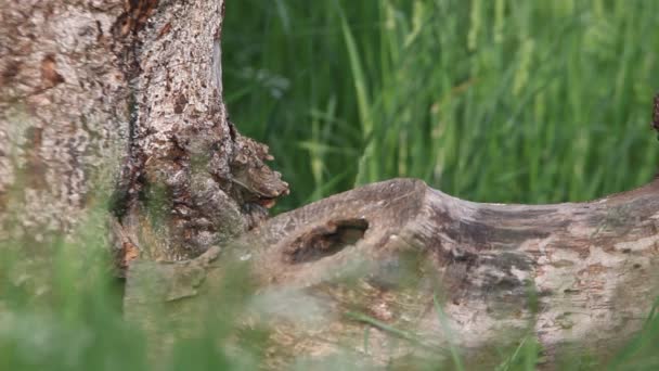 Černý Woodpecker Dryocopus Martius Ptáci — Stock video