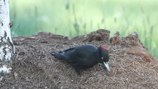 Чорний Дятло Dryocopus Martius Птахи — стокове відео