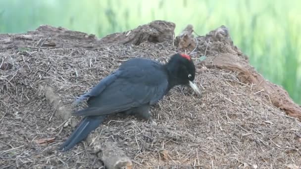 Black Woodpecker Dryocopus Martius Birds — Stock Video