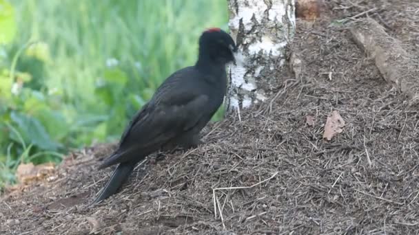 Černý Woodpecker Dryocopus Martius Ptáci — Stock video