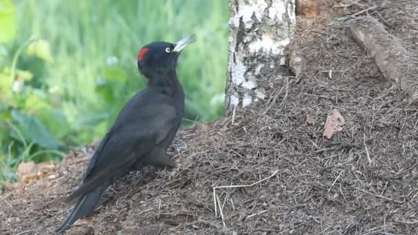 Pica Pau Preto Dryocopus Martius Aves — Vídeo de Stock