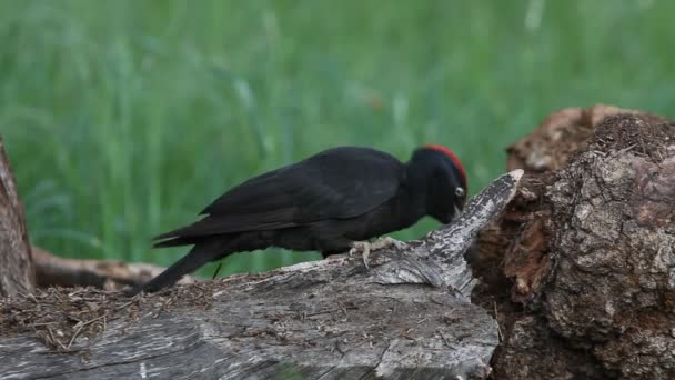 Black Woodpecker Dryocopus Martius Birds — Stock Video