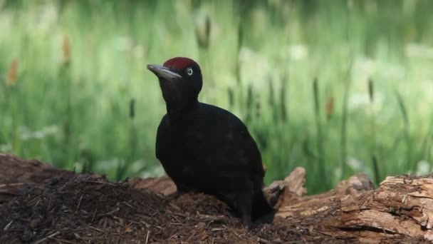 Dzięcioł Czarny Dryocopus Martius Ptaki — Wideo stockowe