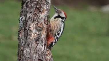 Orta benekli ağaçkakan (Dendrocopos medius)