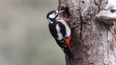 Büyük benekli ağaçkakan, Dendrocopos majör, kuşlar