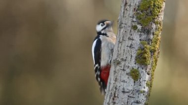 Büyük benekli ağaçkakan, Dendrocopos majör, kuşlar