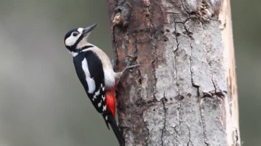 Büyük benekli ağaçkakan, Dendrocopos majör, kuşlar