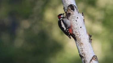 Büyük benekli ağaçkakan, Dendrocopos majör, kuşlar