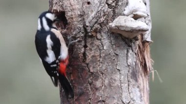 Büyük benekli ağaçkakan, Dendrocopos majör, kuşlar