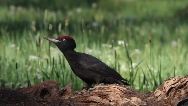 Black Woodpecker Dryocopus Martius Birds — Stock Video