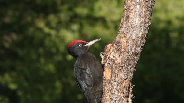 Dzięcioł Czarny Dryocopus Martius Ptaki — Wideo stockowe