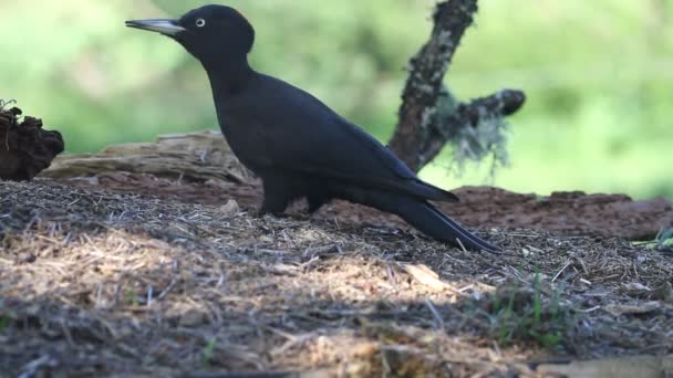 Siyah Ağaçkakan Dryocopus Martius Kuşlar — Stok video