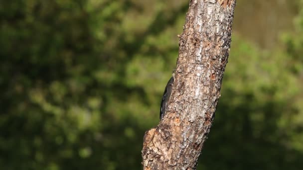 Pica Pau Preto Dryocopus Martius Aves — Vídeo de Stock