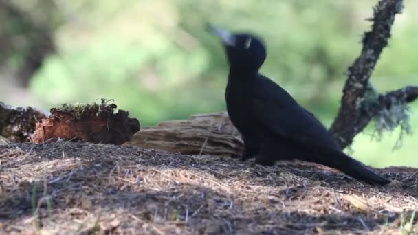 Black Woodpecker Dryocopus Martius Birds — Stock Video
