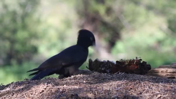 Siyah Ağaçkakan Dryocopus Martius Kuşlar — Stok video