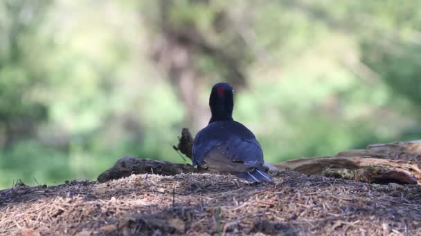 Siyah Ağaçkakan Dryocopus Martius Kuşlar — Stok video