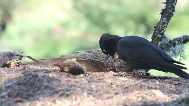 Черный Дятел Dryocopus Martius Птицы — стоковое видео