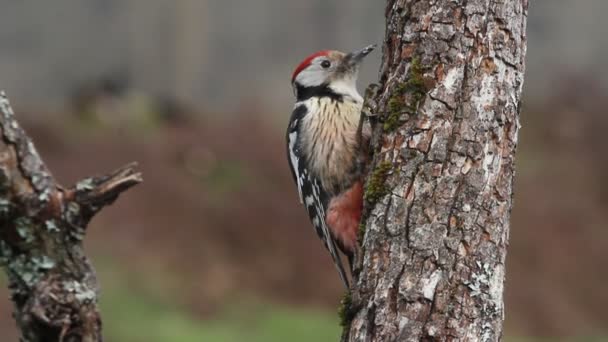 Pájaro Carpintero Manchado Medio Dendrocopos Medius — Vídeos de Stock