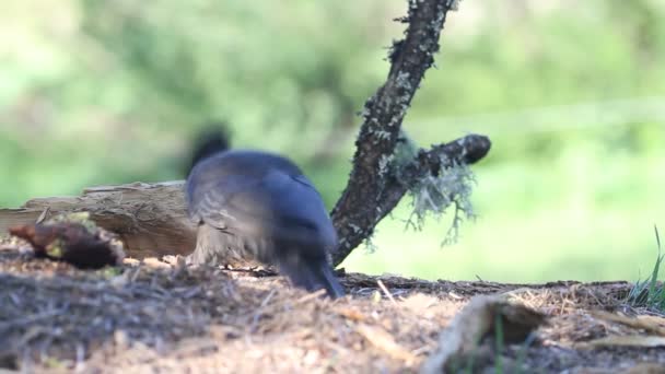 Pájaro Carpintero Negro Dryocopus Martius Pájaros — Vídeos de Stock