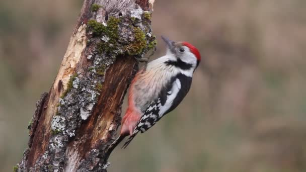 Pájaro Carpintero Manchado Medio Dendrocopos Medius — Vídeos de Stock