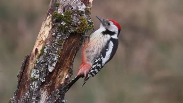 Pájaro Carpintero Manchado Medio Dendrocopos Medius — Vídeos de Stock