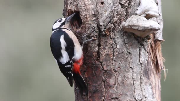 Gran Pájaro Carpintero Moteado Dendrocopos Major Aves — Vídeos de Stock