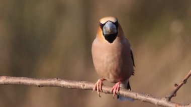 Hawfinch, Coccothraustes coccothraustes, kuşlar