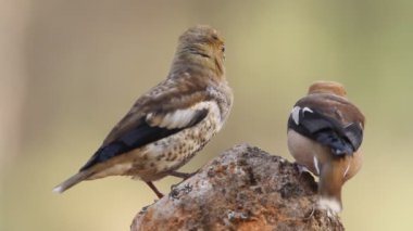 Hawfinch, Coccothraustes coccothraustes, kuşlar